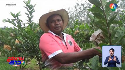 ขยันทำกิน ไม่มีอดตาย ปลูกฝรั่งกิมจู-เสาวรส ในร่องสวนทุเรียน