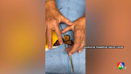 ศูนย์อนุรักษ์ฯ นิวยอร์ก ผ่าตัด ปีกผีเสื้อจักรพรรดิ