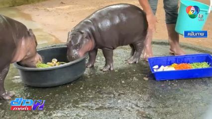 สกัดต่างชาติชิงจดลิขสิทธิ์ หมูเด้ง