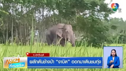 ผลักดันช้างป่า “งาบิด” ออกมาเดินชมทุ่ง