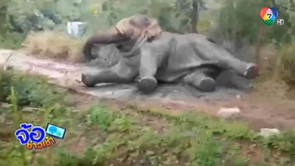 เจอแล้ว งาเบี่ยง ช้างป่าถูกไฟดูด