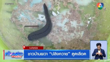 ชาวบ้านผวา “ปลิงควาย” ดูดเลือด