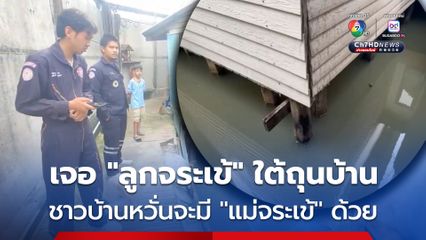 ชาวบ้านผวาเจอ ลูกจระเข้ บริเวณใต้ถุนบ้าน เผย อยู่มา 30 กว่าปี เพิ่งเคยเจอจระเข้