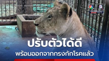 สิงโตสาว "มเหสี" ปรับตัวดี หลังถูกอายัด เตรียมปล่อยเดินเล่นในคอก หลังกักโรคครบ 7 วัน 