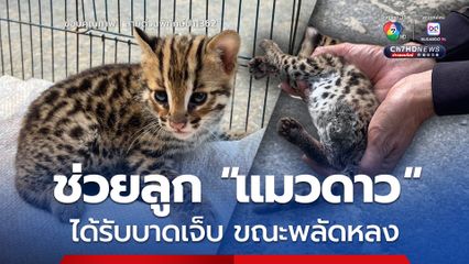 ช่วยลูก “แมวดาว” ได้รับบาดเจ็บ ขณะพลัดหลง