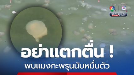 พบกองทัพแมงกะพรุนนับหมื่นลอยเต็มหาดบ่อใหญ่  ประมงชี้คลื่นลมแรงเป็นเรื่องธรรมชาติอย่าแตกตื่น