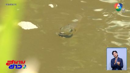 ฆ่าไม่ตาย "ปลาหมอคางดำ"