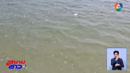 กองทัพแมงกะพรุน ลอยเต็มหาดบ่อใหญ่