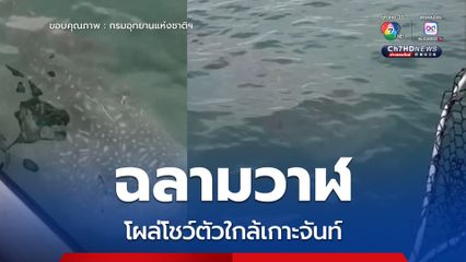 ฉลามวาฬ โผล่โชว์ตัวใกล้เกาะจันท์