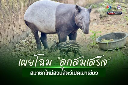 เผยโฉม “ลูกสมเสร็จ" สมาชิกใหม่สวนสัตว์เปิดเขาเขียว
