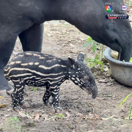 เผยโฉม “ลูกสมเสร็จ" สมาชิกใหม่สวนสัตว์เปิดเขาเขียว