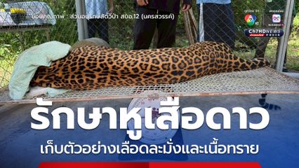 รักษาหูเสือดาว  เก็บตัวอย่างเลือดละมั่งและเนื้อทราย