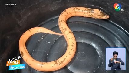 ส่อง “ปลาไหลสีทอง” ให้โชค