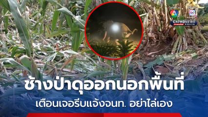 จนท. เขตห้ามล่าสัตว์ป่าเขาแผงม้า เตือนช้างป่าดุออกนอกพื้นที่ ถ้าเจอช้างป่าดุให้รีบแจ้งจนท. อย่าไล่เอง 