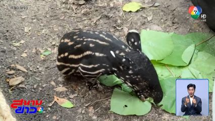 เตรียมตั้งชื่อ ลูกสมเสร็จ เกิดใหม่