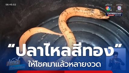 ส่อง “ปลาไหลสีทอง” ให้โชค