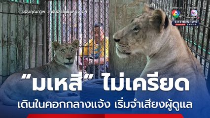 ครบระยะกักโรค "สิงโตมเหสี" ปรับตัวดี เริ่มจดจำเสียงผู้ดูแล