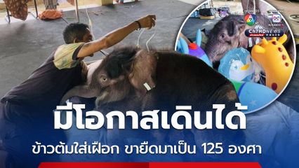 ลูกช้างข้าวต้มมีโอกาสเดินได้ ใส่เฝือก ขายืดมาเป็น 125 องศา