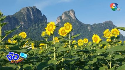 ชมทุ่งดอกทานตะวัน แปลงแรกของปี