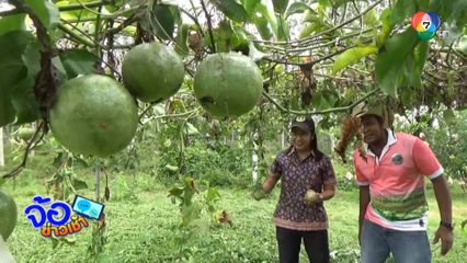 ขยันทำกิน ไม่มีอดตาย ปลูกฝรั่งกิมจู-เสาวรส ในร่องสวนทุเรียน