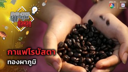ตะลุยต่อยอด : รสสัมผัส กาแฟโรบัสตา ทองผาภูมิ