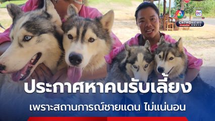 หญิงใจสลาย ประกาศหาคนรับเลี้ยง ไซบีเรียน สุดรัก 2 ตัว หวั่นปะทะชายแดนไทย–กัมพูชา ต้องอพยพหนีตายอีกครั้ง