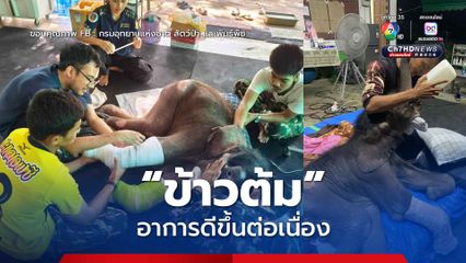 น้องข้าวต้ม ลูกช้างป่า อาการดีขึ้นต่อเนื่อง ทีมสัตวแพทย์เร่งฟื้นฟูให้แข็งแรง