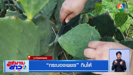 กระบองเพชร กินได้ จ.กำแพงเพชร