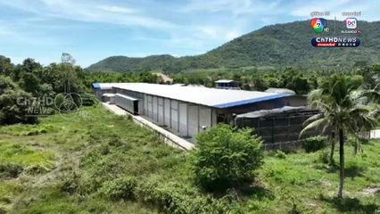 196 วัน ชัยชนะ “คนสมุย” ทวงคืน “อากาศสะอาด” จากฟาร์มไก่