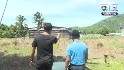 196 วัน ชัยชนะ “คนสมุย” ทวงคืน “อากาศสะอาด” จากฟาร์มไก่