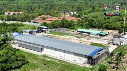 196 วัน ชัยชนะ “คนสมุย” ทวงคืน “อากาศสะอาด” จากฟาร์มไก่