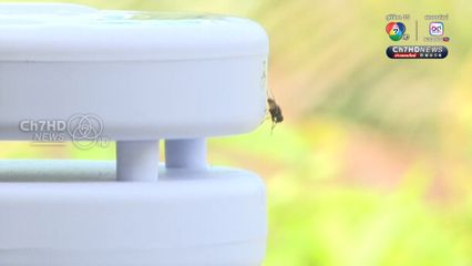 196 วัน ชัยชนะ “คนสมุย” ทวงคืน “อากาศสะอาด” จากฟาร์มไก่