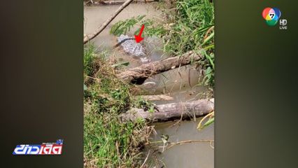 จับแล้ว จระเข้หลุดก่อนถึงโรงฆ่าสัตว์