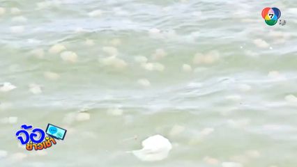 กองทัพแมงกะพรุน ลอยเต็มหาดบ่อใหญ่