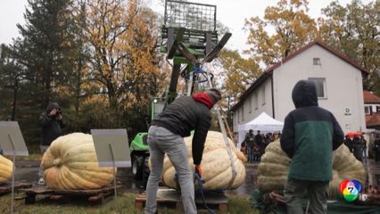 โปแลนด์จัดประกวดฟักทองยักษ์ ต้อนรับฮาโลวีน