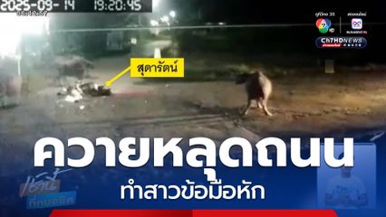 สาวเซ็ง ควายหลุดถนน ทำข้อมือหัก จ.อุดรธานี