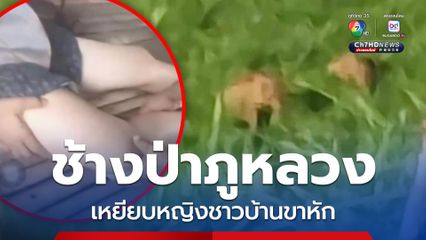 อีกแล้ว! ช้างป่าภูหลวง เหยียบหญิงชาวบ้านขาหัก เตือนชาวบ้านและเกษตรกรที่ทำไร่