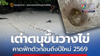 เต่าตนุขึ้นวางไข่ คาดฟักตัวก่อนถึงปีใหม่ 2569