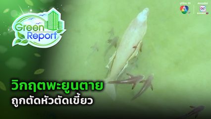 Green Report : วิกฤตพะยูนตาย ถูกตัดหัวตัดเขี้ยว