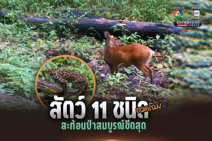 สัตว์ 11 ชนิด อวดโฉม สะท้อนป่าสมบูรณ์ขีดสุด