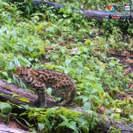 สัตว์ 11 ชนิด อวดโฉม สะท้อนป่าสมบูรณ์ขีดสุด