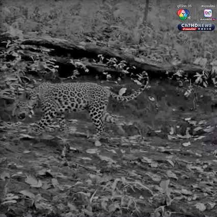 สัตว์ 11 ชนิด อวดโฉม สะท้อนป่าสมบูรณ์ขีดสุด