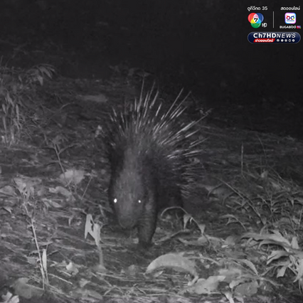 สัตว์ 11 ชนิด อวดโฉม สะท้อนป่าสมบูรณ์ขีดสุด