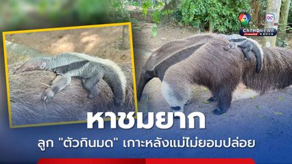 หาชมยาก ลูก “ตัวกินมด” เกาะหลังแม่ไม่ยอมปล่อย