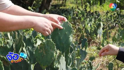 กระบองเพชร กินได้ จ.กำแพงเพชร