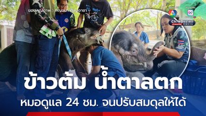 ลูกช้างข้าวต้มน้ำตาลตก หมอดูแล 24 ชม. จนปรับสมดุลให้ได้