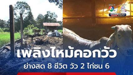 เพลิงไหม้คอกวัวกลางทุ่งนา ไฟคลอกตาย 8 ชีวิต วัว 2 ตัว ไก่ชน 6 ตัว