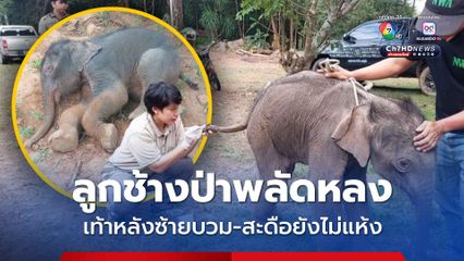 เจ้าหน้าที่เขตรักษาพันธุ์สัตว์ป่าดงใหญ่ อ.โนนดินแดง รับแจ้งพบ ลูกช้างป่าพลัดหลง และได้รับบาดเจ็บ
