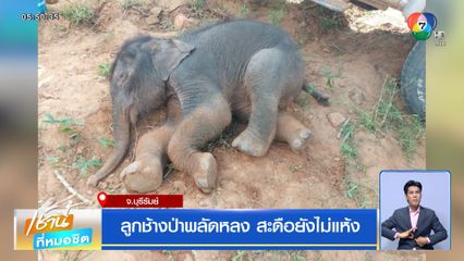 ลูกช้างป่าพลัดหลง สะดือยังไม่แห้ง