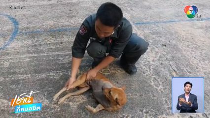 ภารกิจช่วย ป้าแดง สุนัขพิการได้บ้านใหม่